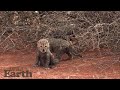 First Sighting of Cheetah Cubs