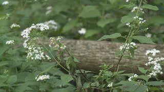 What does a change in the air mean for allergy sufferers?