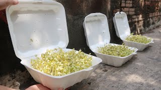 Easy idea | How to grow bean sprouts in Styrofoam Box at home for beginners