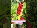 Growing Gladiolus for Cut Flowers #flowergarden #flowerfarm #cutflowers #gladiolus #garden