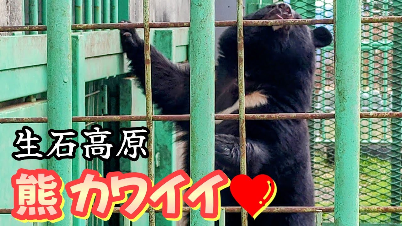 太郎と花子の家】生石高原に居る熊がクソ可愛い。The bears in Oishi