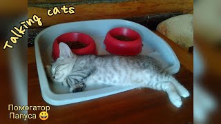 Говорящие Коты 🤪 Самые Смешные Коты И Собаки 🐱🐶 Приколы С Животными 😀 Talking Cats 😻