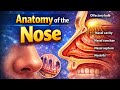Anatomy of the Nose RESP