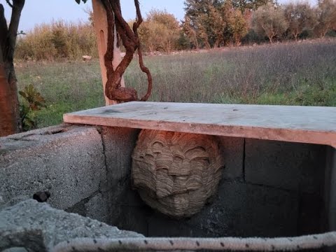 Video: Come sbarazzarsi dei calabroni scavatori a terra?