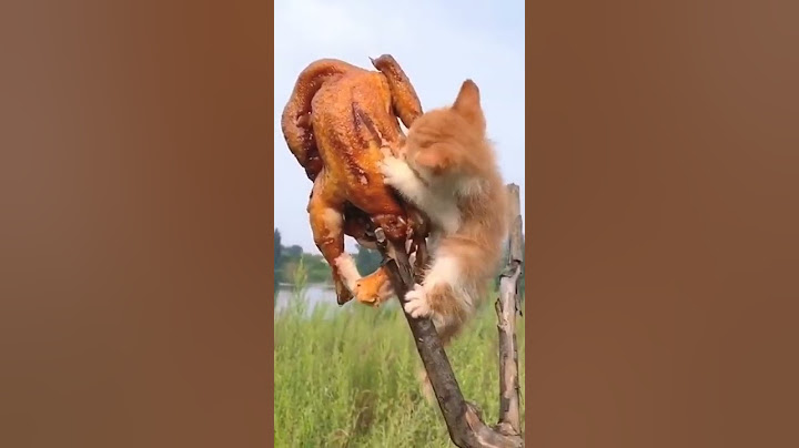 🤣Lmao so crazy#cute #pet #fyp #foryou #watch till end #shorts