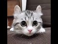 Funny cats