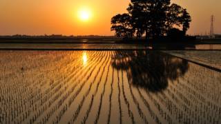 japanese summer evening, HIGURASHI-japan nature sound-