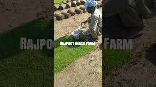 contact and details 0343.8666452 #greengrass #farming #grassrootscricket #landscape