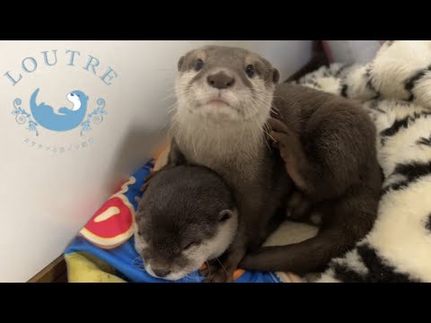 Découvrez la loutre 🦦 Soothe 'n Snuggle : un doudou pas comme les aut, otter