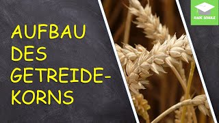 Lernvideo: Getreide - Aufbau des Getreidekorns