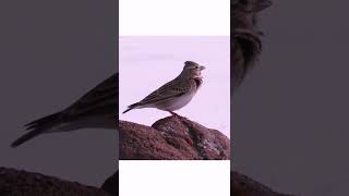 #short #shorts #shortvideo #wildlife #bird #birds #videoshort