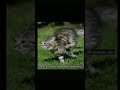 Ninja cattori #edit #ninja #meme #catshorts #catmeme #memeshorts #youtubeshorts #cat #catshorts