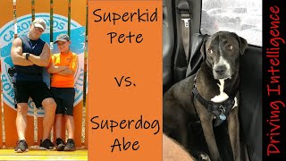 Pete Versus Abe The K9 Rescue Lab Pit Mix, Driving Intelligence Fun