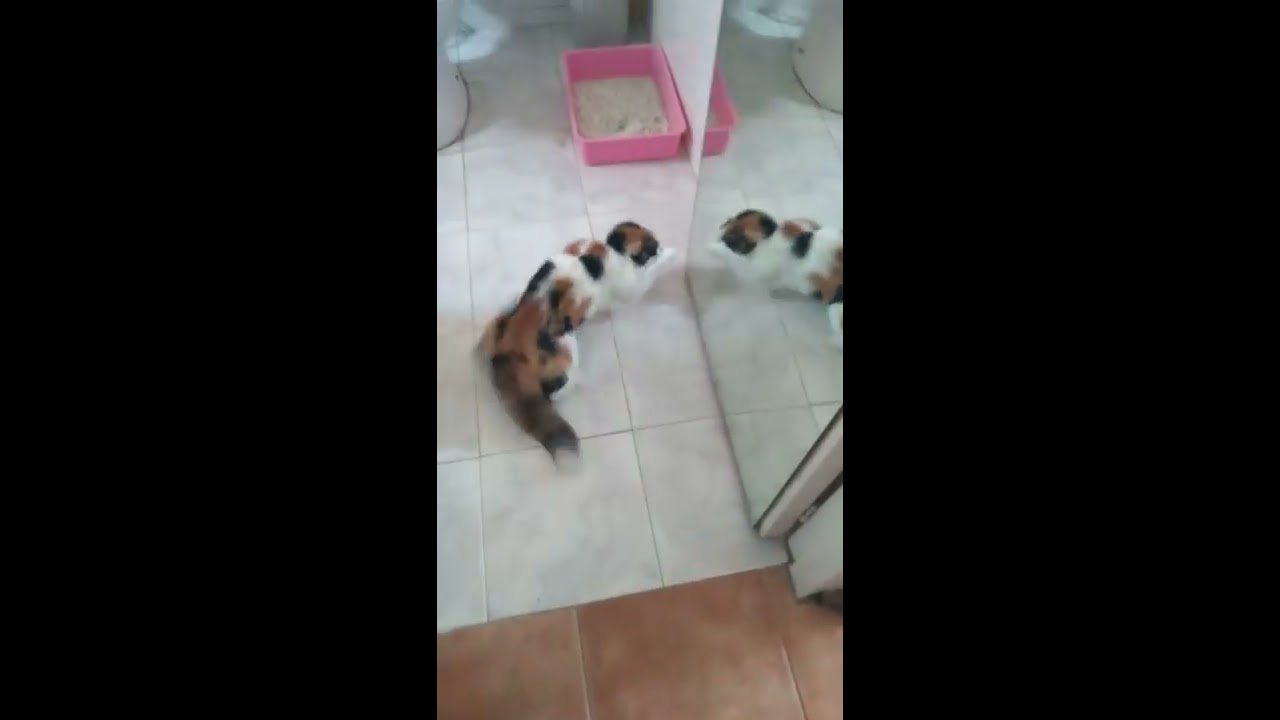 Cat Freaks Out at Its Reflection  ViralHog