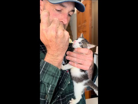 Video: 4 Kittens Saved From High-Voltage Area In Stamford By Eversource Worker
