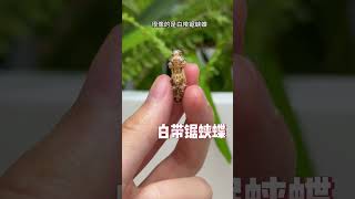 稀有!绝美!造型独特!看到最后甚至开始质疑这是真实存在的蝴蝶吗?#萌宠日常记录 #奇异动物召集令 #蝴蝶