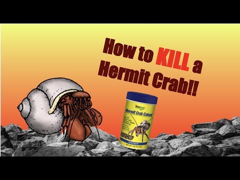 How to KILL Your Hermit Crab | Harmful Hermit Crab Products
