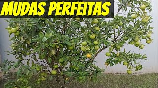 ✅ APRENDA A CRIAR MUDAS PERFEITAS DE QUALQUER ÁRVORE EM CASA