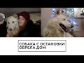 Собака с остановки обрела дом