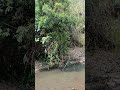 suối ea sup #lẽnuhuong