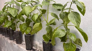 Download Lagu Tanam Pohon Cabai ala Rumahan MP3