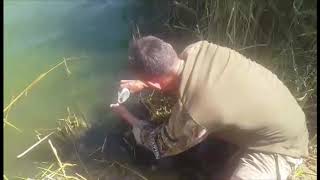 19.06.2019г. ОПОРД. Второе зарыбление европейским сомом.