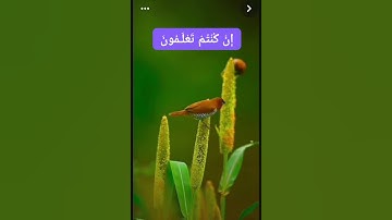المنشاوي (قُلْ لِـمَنِ الْأَرْضُ وَمَنْ فِيهَا إِنْ كُنْتُمْ تَعْلَـمُونَ) من سورة المؤمنون-آية (84)