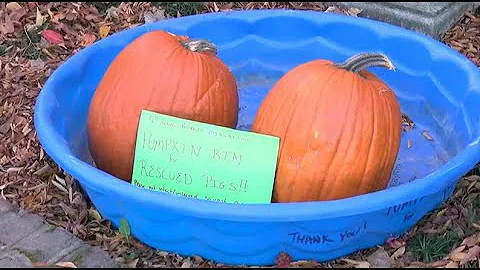 Richmond organization looking to collect pumpkins for pigs
