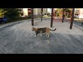 Cats on the street.