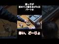 犬が怖いながらもご飯をあげる姪っ子 #豆柴 #柴犬