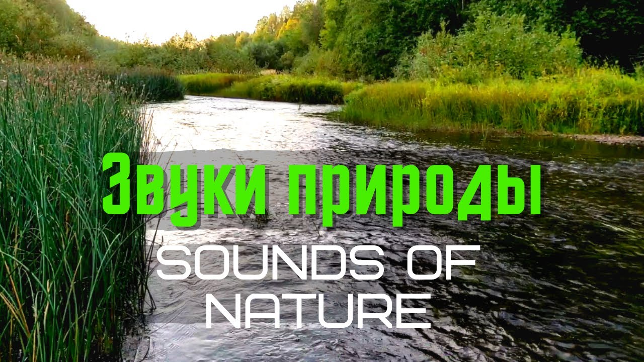 Спокойные звуки слушать. Nature Sounds звуки природы. Звуки природы без рекламы. Звуки природы слушать. Журчание реки.