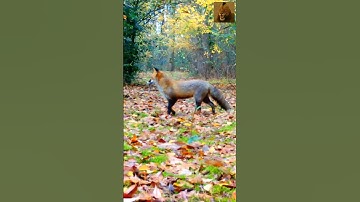 Caught on Camera Fox and Squirrel Face Off! Autumn Fox 🦊🌲🍂#shortvideo #shorts #shortsviral