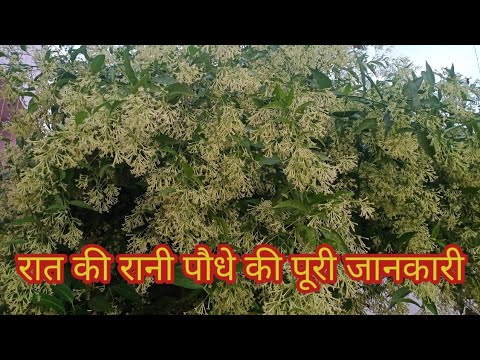 वीडियो: रात्रि Phlox जानकारी - रात में खिलने वाली Phlox के बारे में जानें