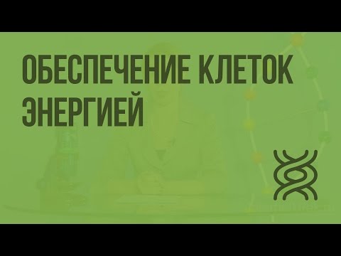 Видео: Какая молекула энергии клетки называется рабочим листом?