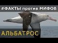 Что ты не знаешь про альбатроса? #ФактыПротивМифов | Вопрос 261 | Викторина "Виквиз"