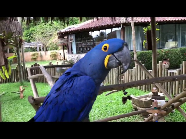 A Cobrinha Azul Caça ao Besouro - Vídeo Dailymotion