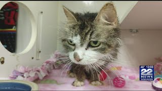Westfield Regional Animal Shelter: Cat thrown from moving car