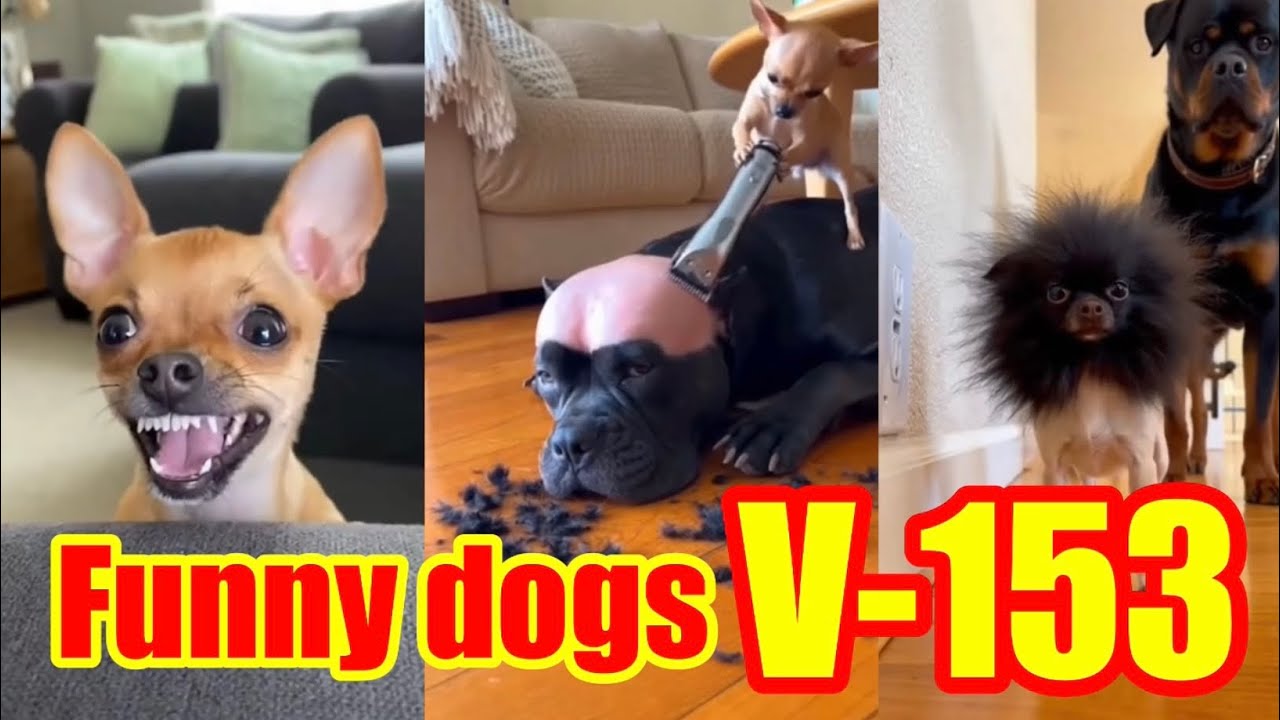 Funny dogs V-153 😂❤️❤️ #funny #funnydogs 
