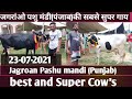 Jagroan Pashu mandi 23-07-2021 सुपर गाय | जगरांओ पशु मंडी सुपर गाय|Dabwali Mandi|डबवाली पशु मंडी