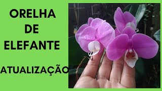 orquídea #Doritaenopsis Orelha de Elefante Atualização - thptnganamst.edu.vn