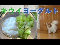 【犬の手作りごはん】キウイフルーツとヨーグルトのデザート