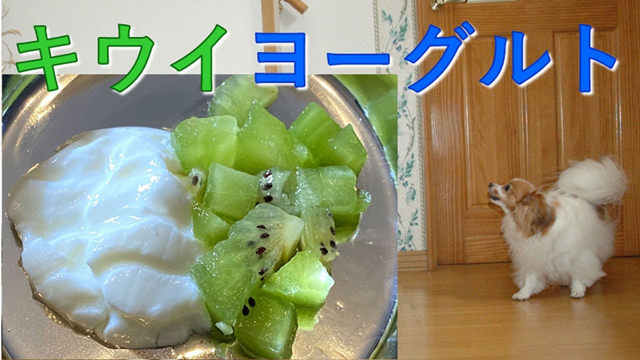 犬の手作りごはん キウイフルーツとヨーグルトのデザート Youtube