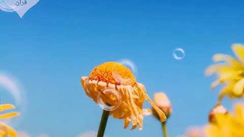 سورة عبس كاملة بصوت القارئ يوسف كالو