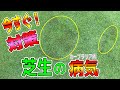 【芝生の病気】緊急対策！皆さん気を付けて！今週、カーブラリア葉枯病が発生しやすいです！