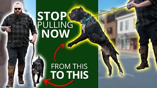 Teach Your Dog To Stop Pulling In 2 Simple Steps!