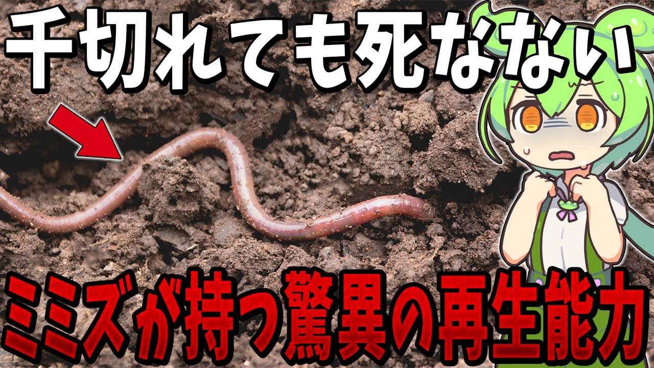 ミミズは千切れても死なない!?ミミズが持つ驚異の再生能力とは?【ずんだもん解説】 - YouTube