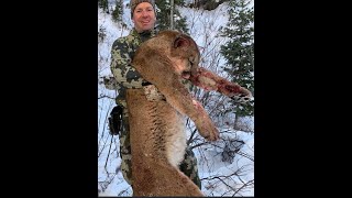 GIANT TOM! A Utah Mountain Lion Hunt by BigHunterification 10,788 views 1 year ago 17 minutes