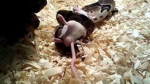 Ball Python strikes mouse