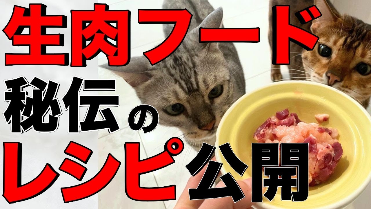 Recipe Revealed] Support your cat's health with homemade raw meat