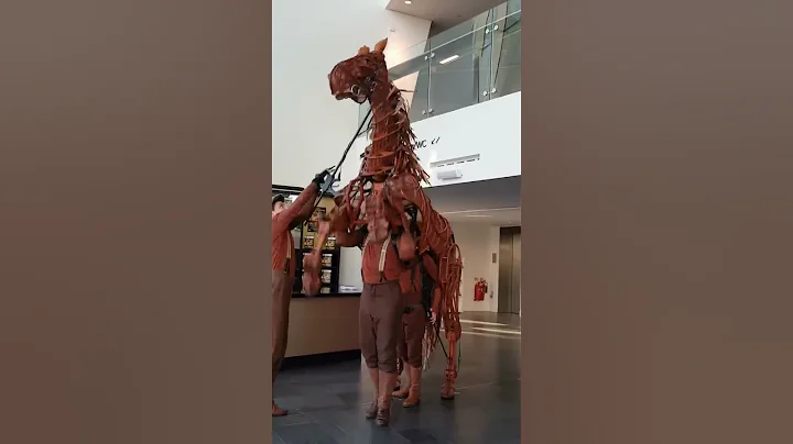 Joey in #WarHorse Filmed by Robbie Kane! - DayDayNews